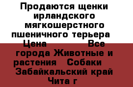 Продаются щенки ирландского мягкошерстного пшеничного терьера › Цена ­ 30 000 - Все города Животные и растения » Собаки   . Забайкальский край,Чита г.